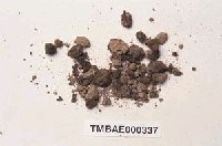 藏品(柔枝澤苔)的圖片